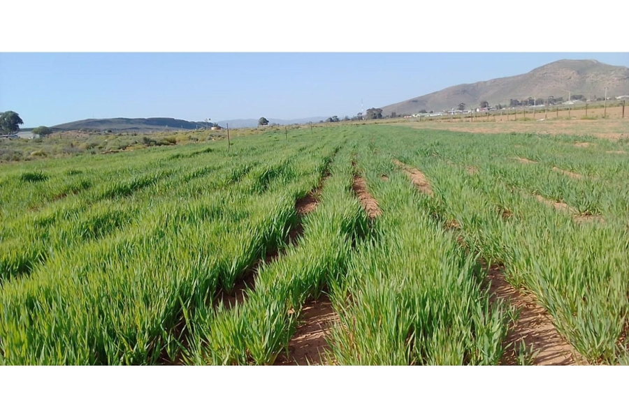 0 Bedroom Property for Sale in Touws River Rural Western Cape